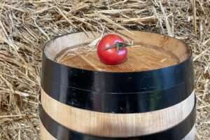Tomaquet madur d'Ullastrell sobre una bota