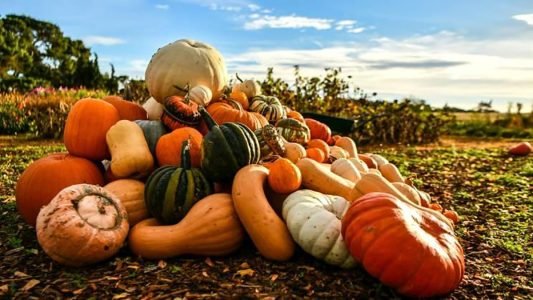 calabazas